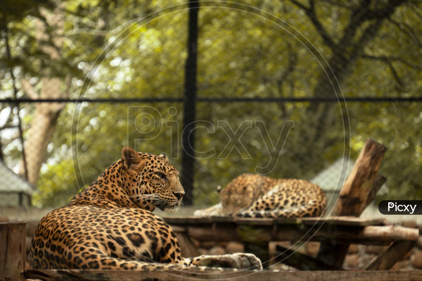 Eye on the enemy, cheetah at Mysore Zoo. 