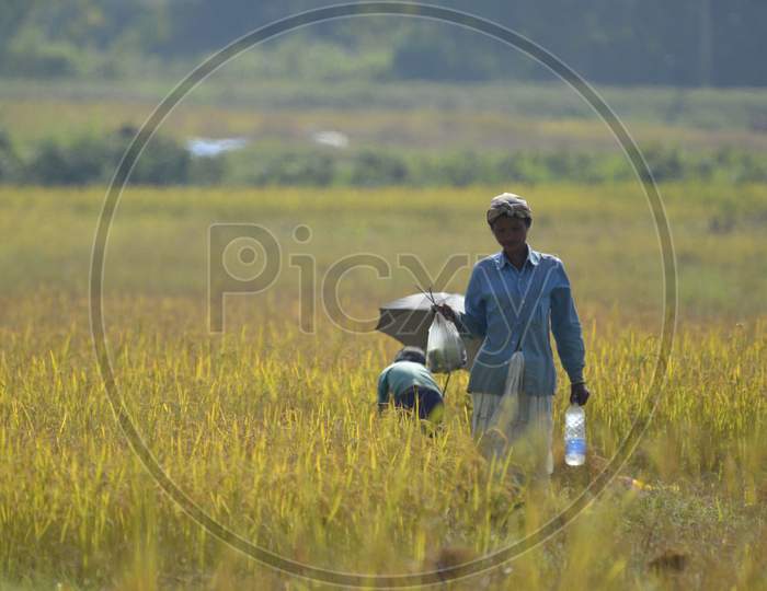 Farmers Working In Paddy Harvesting Fields in Morigaon, Assam