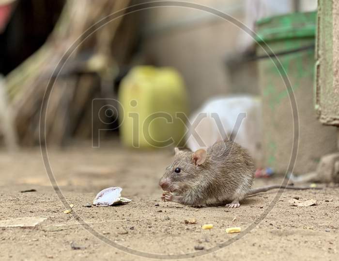 Rat eating his food