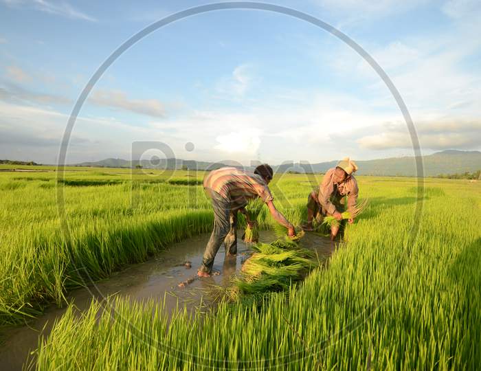 Farmers In Paddy Harvesting Fields Planting Paddy Saplings  in Nagaon, Assam