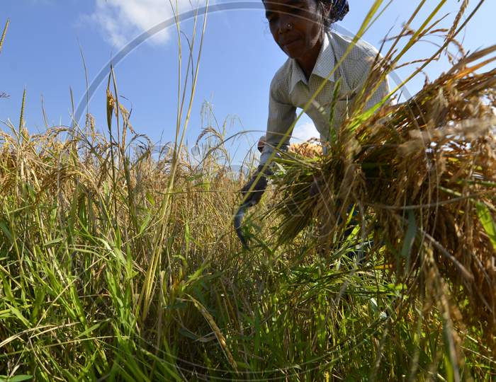 Woman Farmers Working In Paddy Harvesting Fields in Nagaon, Assam