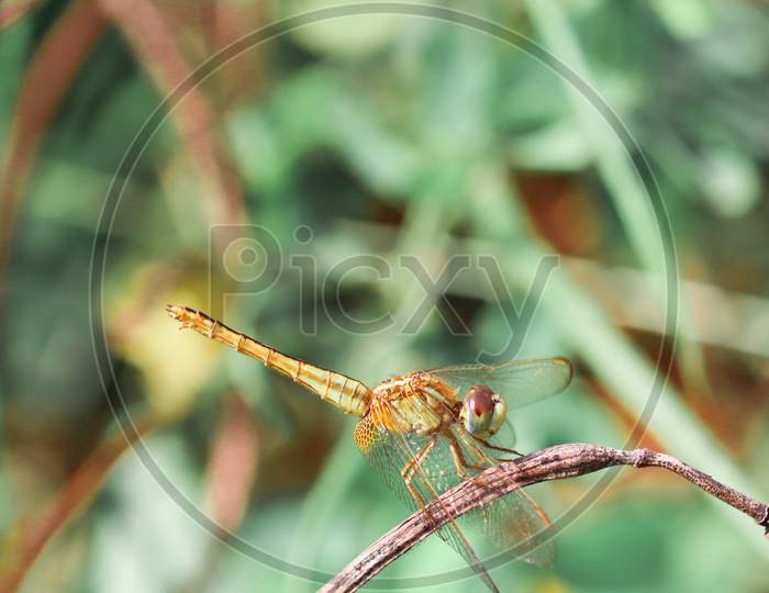 A Dragon Fly On a Plant