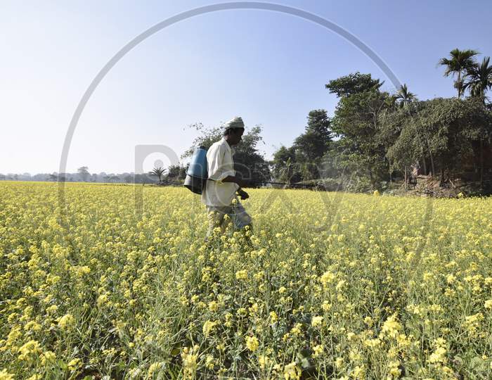 Farmer Spraying Pesticides In an Mustard Harvesting Fields in Morigaon , Assam