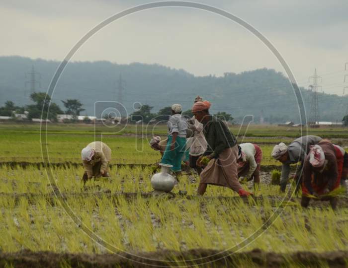 Image of Farmers In Paddy Harvesting Fields Planting Paddy Saplings in ...