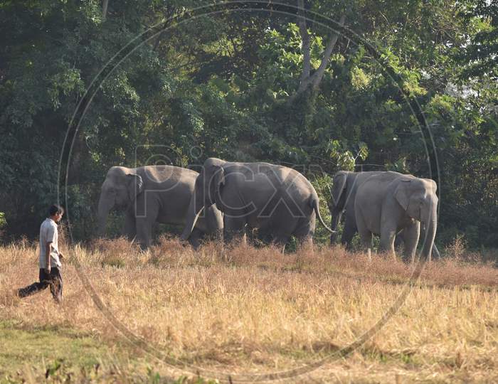 Wild Elephants In an Village Outskirts Of Nagaon, Assam