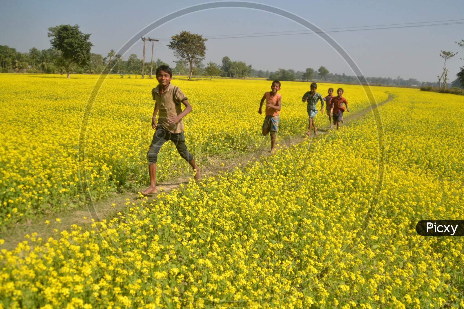 Children Playing in Mustard Fields