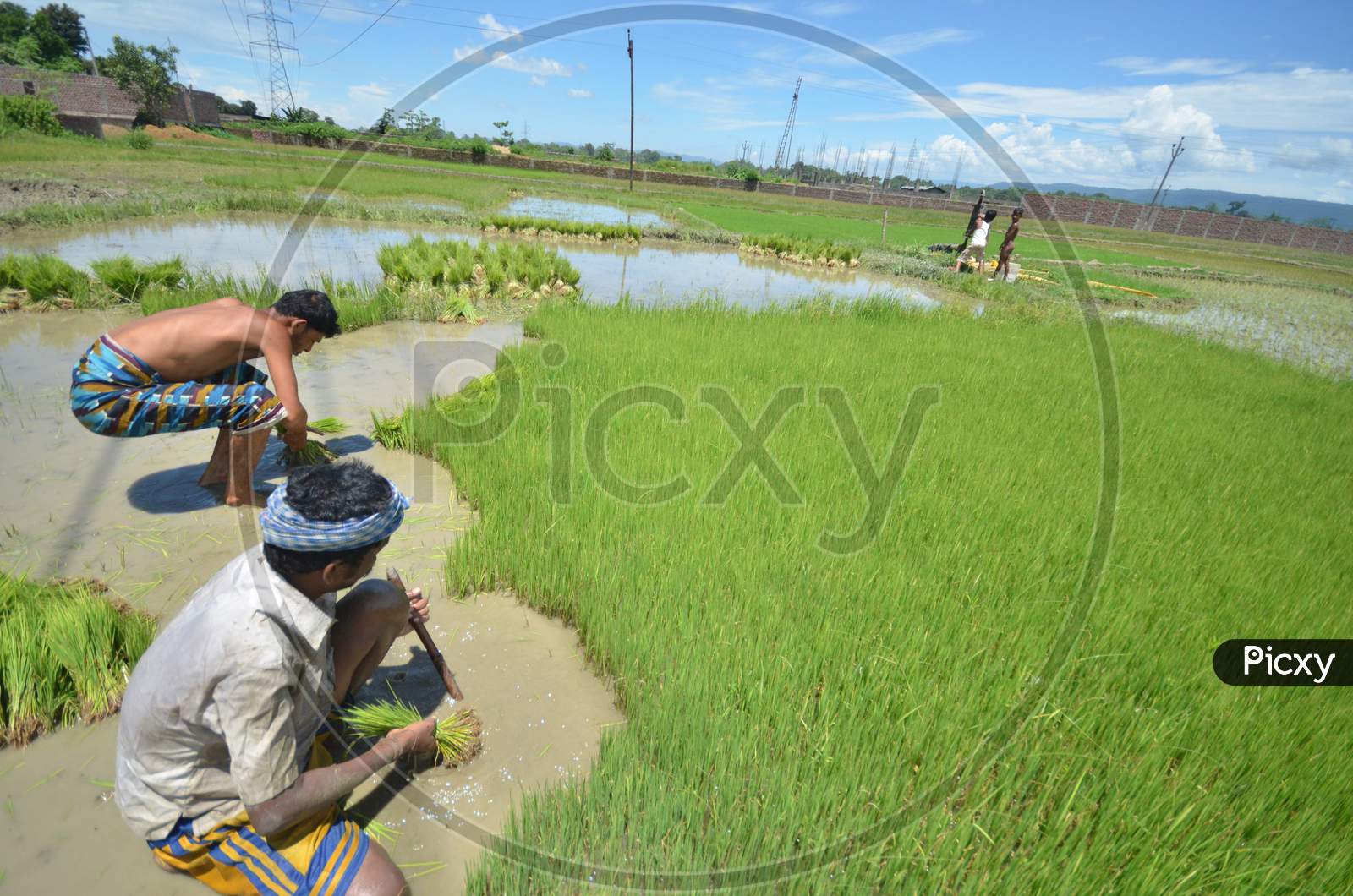 Farmers Planting Paddy Saplings in Agricultural Fields in Kaziranga,Assam