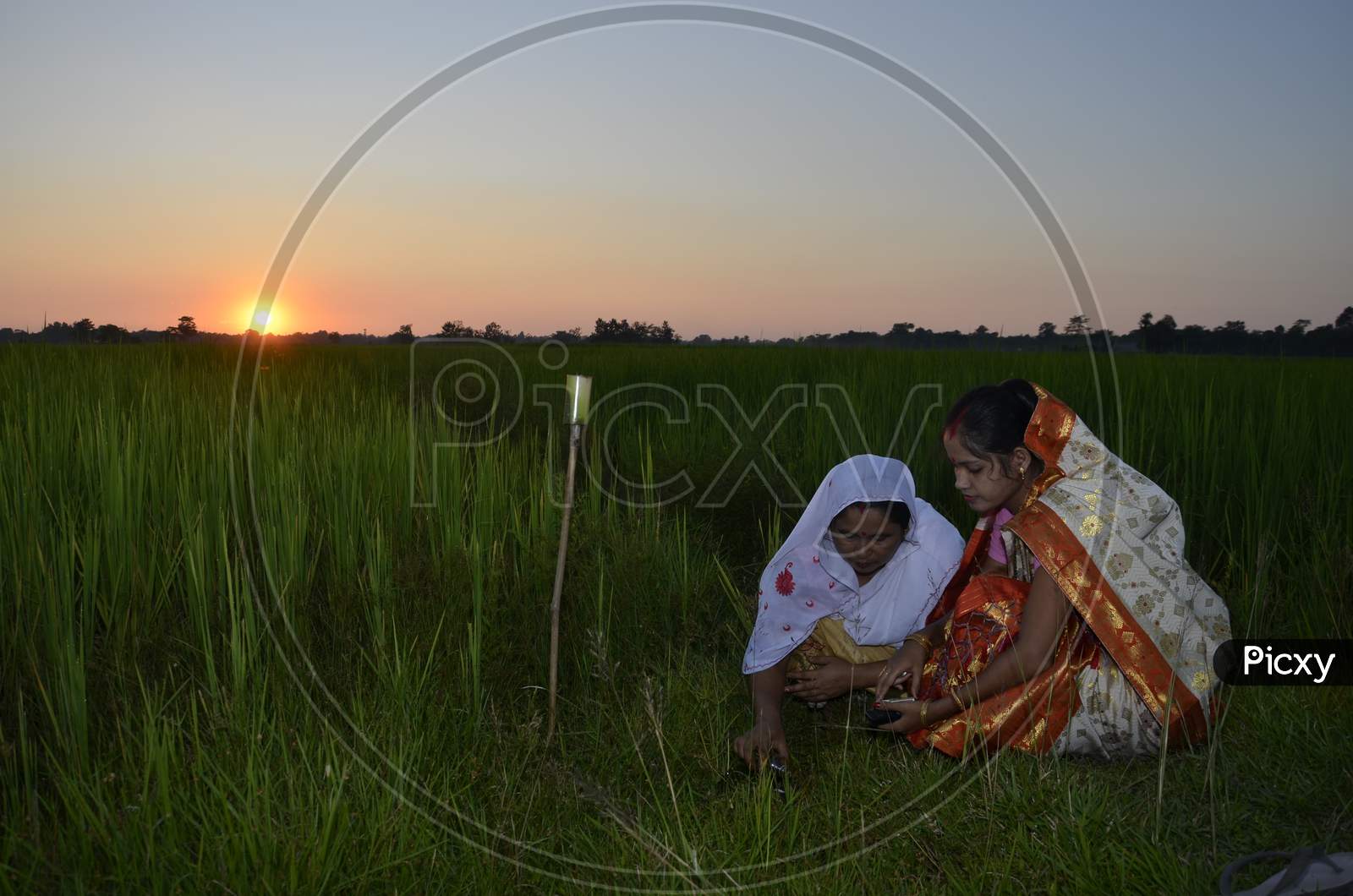 Assamese Farmers Celebrating Kati Bihu Festival To Ensure Strong Growth And Healthy Crop  In The Month on Kati in Nagaon, Assam
