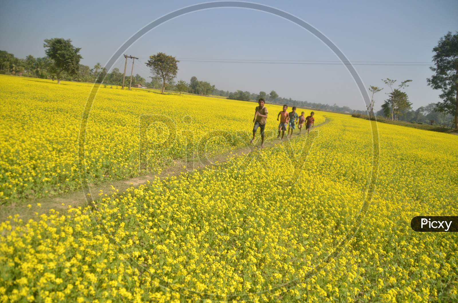 Children Playing in Mustard Fields With Yellow Blooming Flowers in Morigaon, Assam