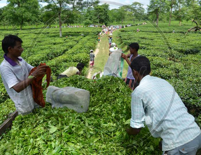 Workers Carrying Freshly Plucked Tea Leafs in an Tea Gardens in Assam