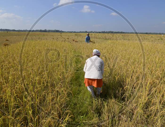 Farmers Working In Paddy Harvesting Fields in Morigaon, Assam