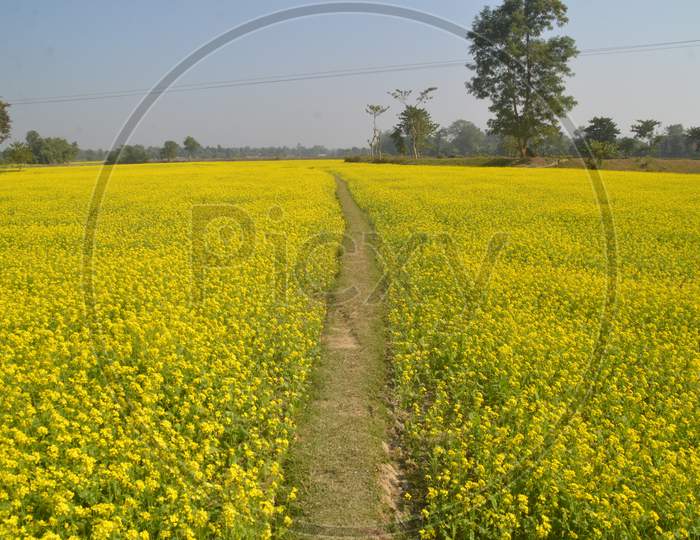 Mustard Fields With Yellow Blooming Flowers in Mustard Farm in Morigaon, Assam