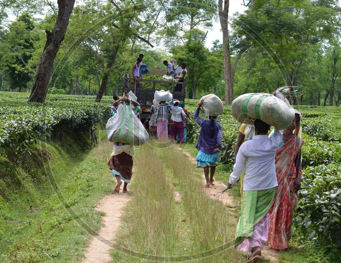 Tea Estate Workers  Loading  Freshly Plucked Tea Leafs in Assam Tea Gardens