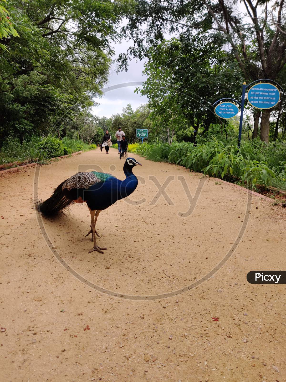 peacock in park