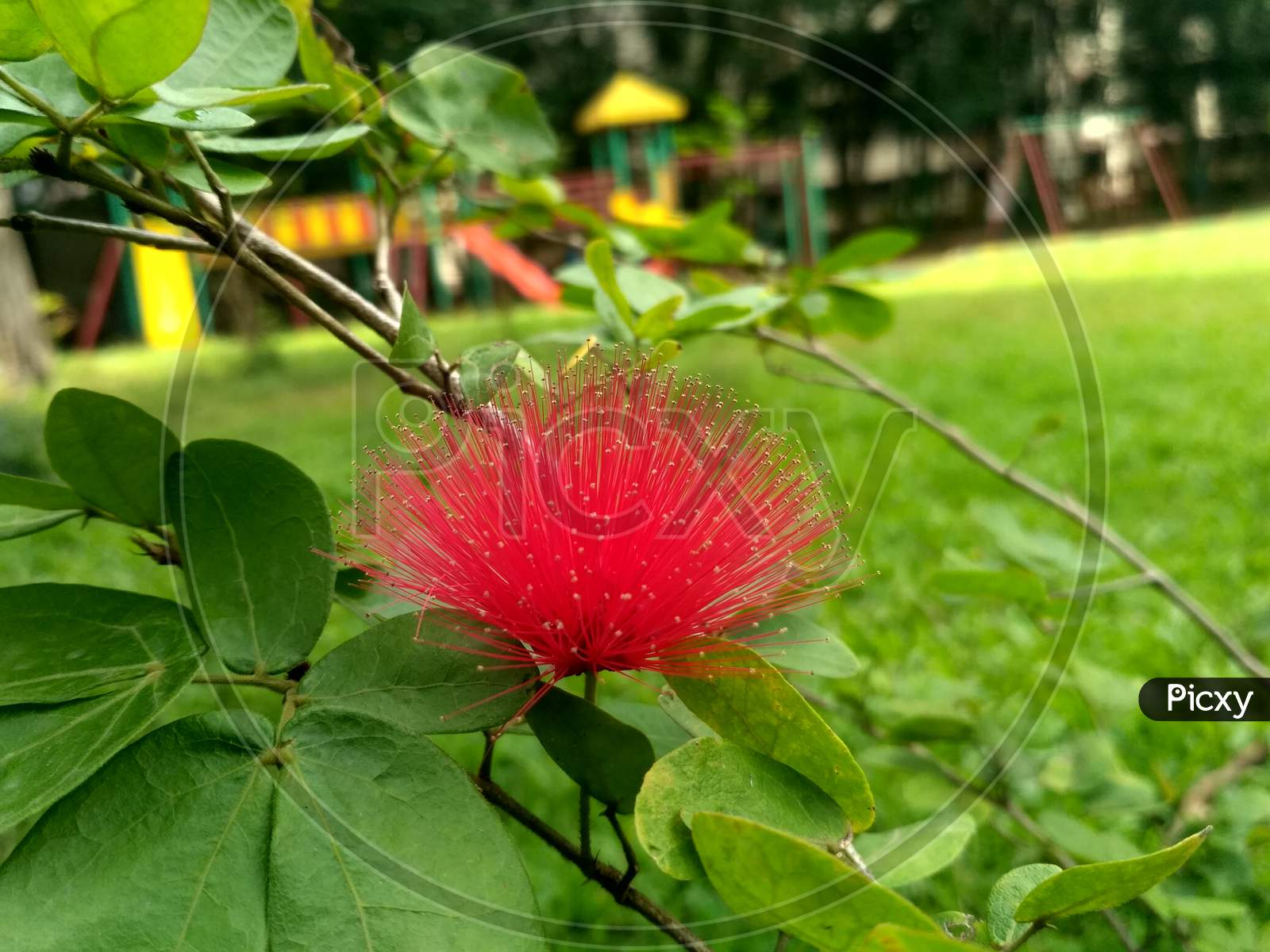 Syzygium  Flower in an Flower Garden