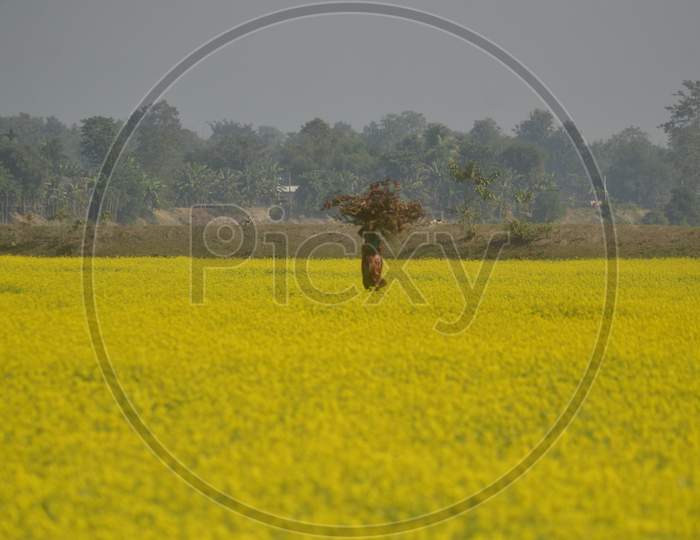 Woman Farmer  in Mustard Fields With Yellow Blooming Flowers in Morigaon, Assam