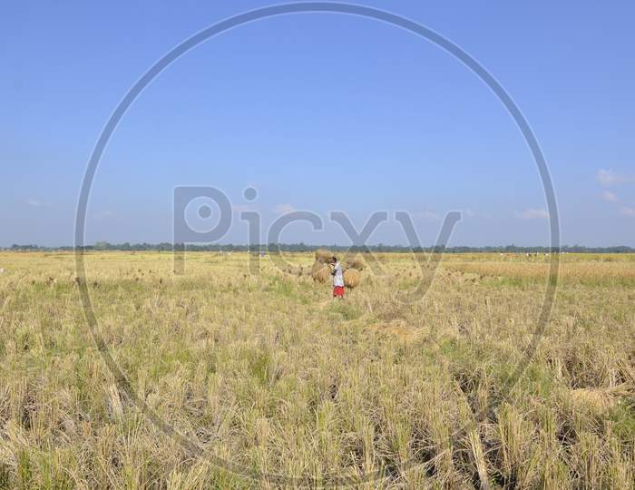 Farmer Of Assam Working In Paddy Harvesting Fields in Nagaon , Assam