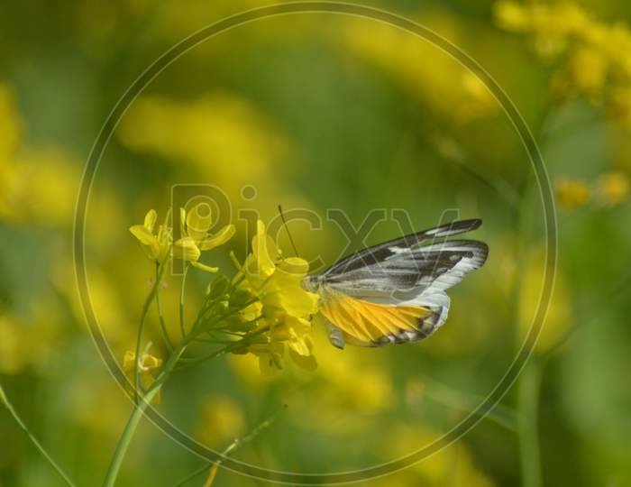 Butterfly Sucking Nectar From Yellow Mustard Flowers In  Mustard Fields in Morigaon , Assam