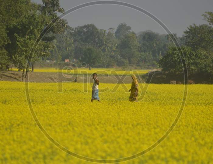 Woman Farmer  in Mustard Fields With Yellow Blooming Flowers in Morigaon, Assam