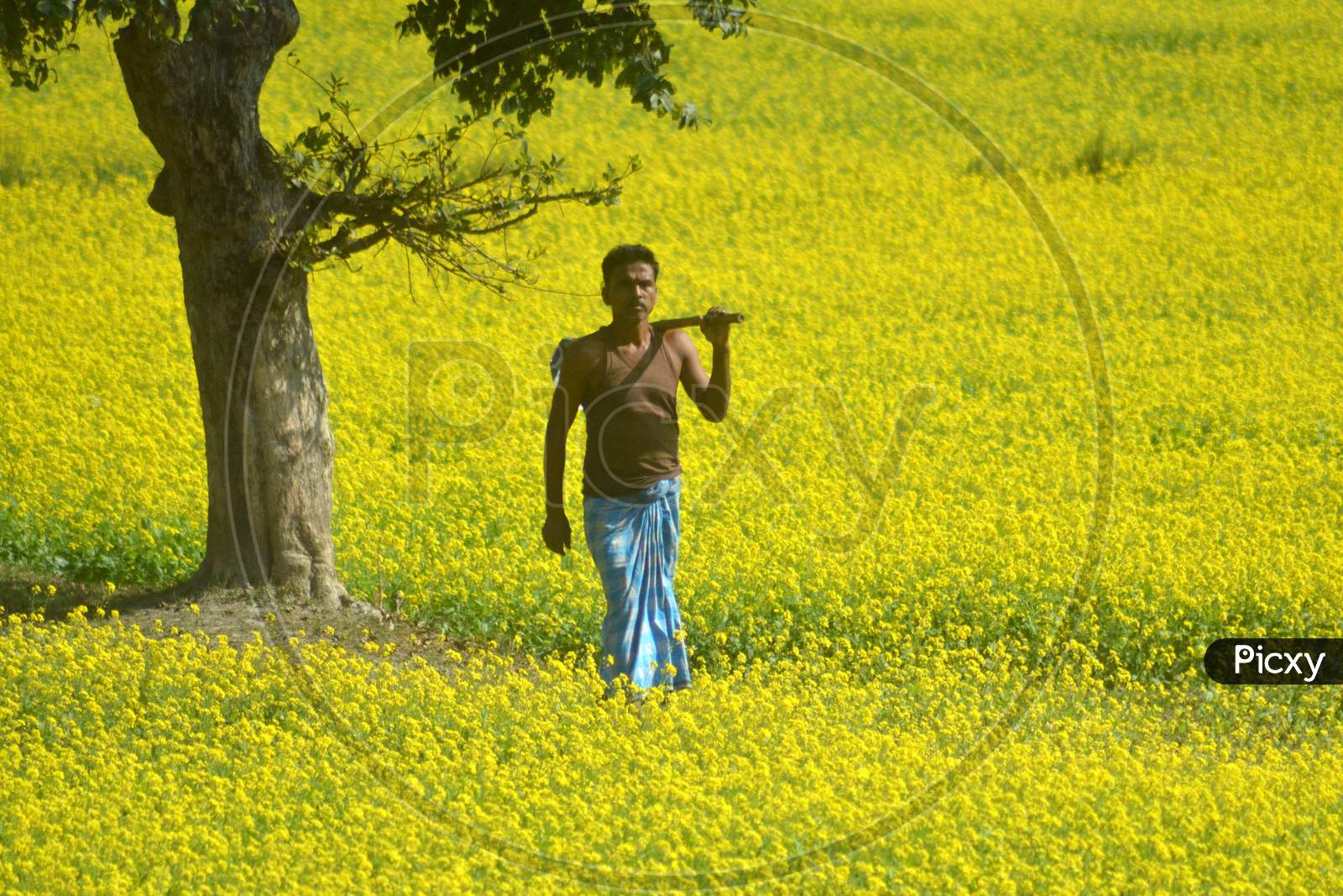 Farmer In an Mustard Field With Yellow Blooming Flowers in Morigaon, Assam