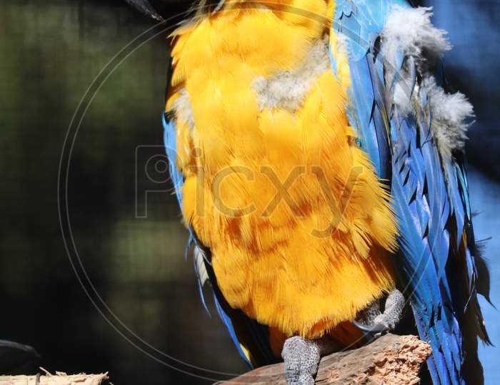 Macaw Parrot In an  Zoo