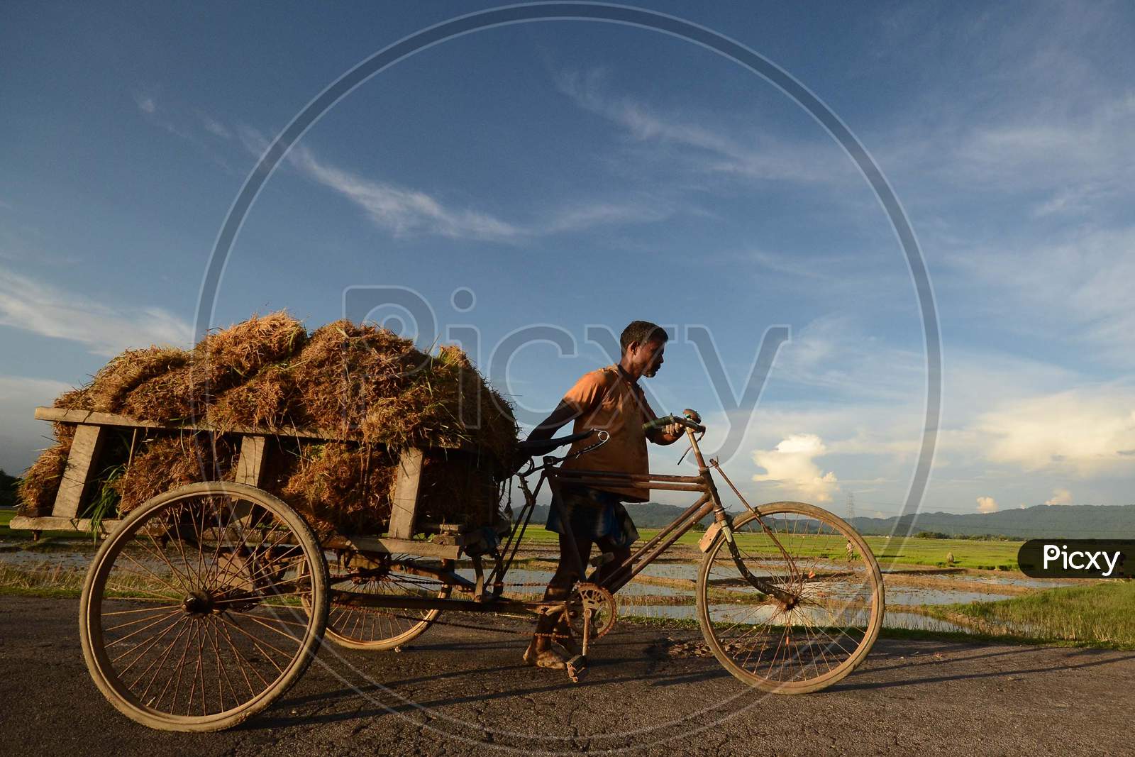 A Farmer Carrying Paddy Sapling Bundles in an Rickshaw At Paddy Harvesting Fields
