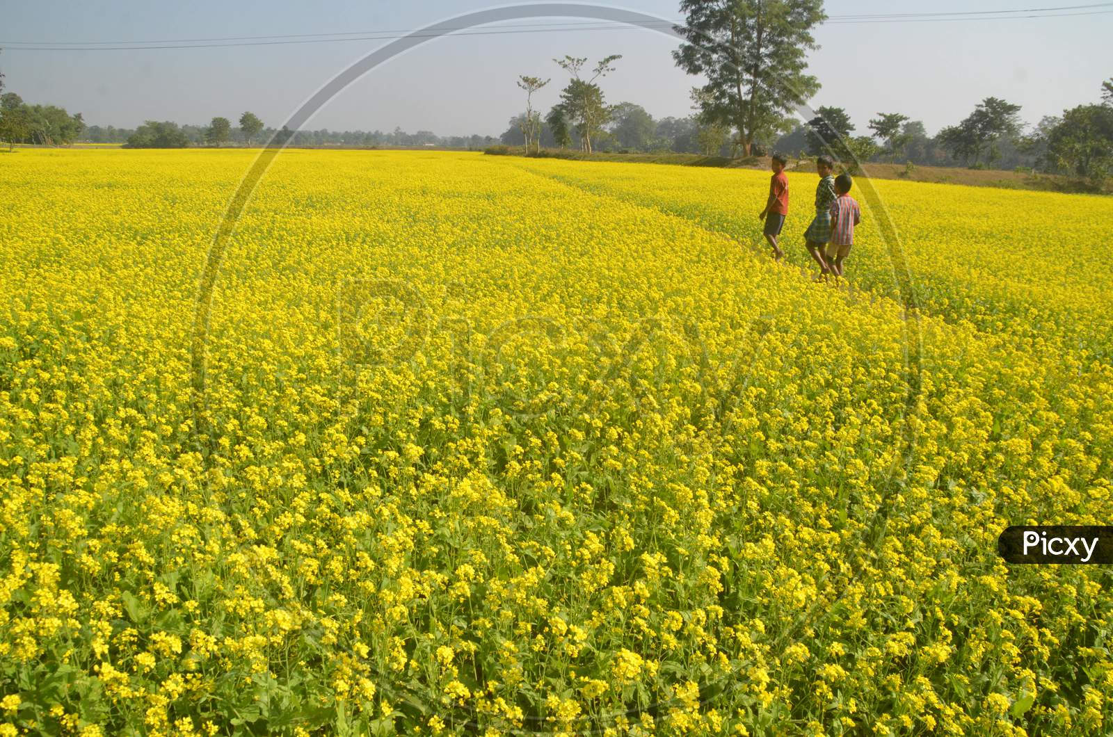 Mustard Fields With Yellow Blooming Flowers in Mustard Farm in Morigaon, Assam