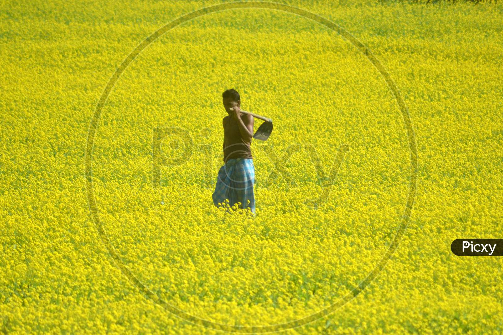 Farmers In an Mustard Field With Yellow Blooming Flowers in Morigaon, Assam