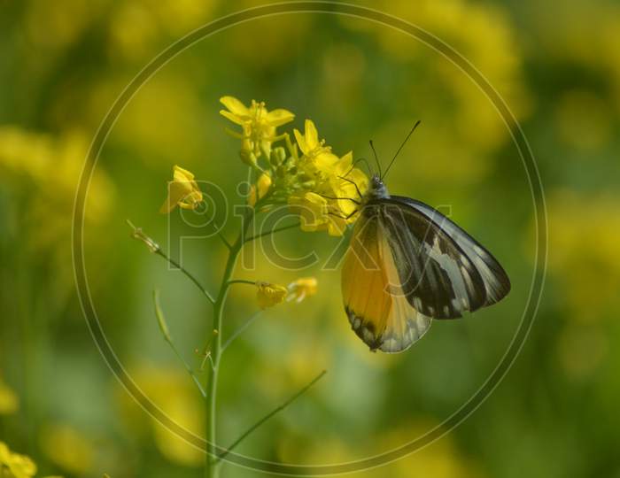 Butterfly Sucking Nectar From Yellow Mustard Flowers In  Mustard Fields in Morigaon , Assam