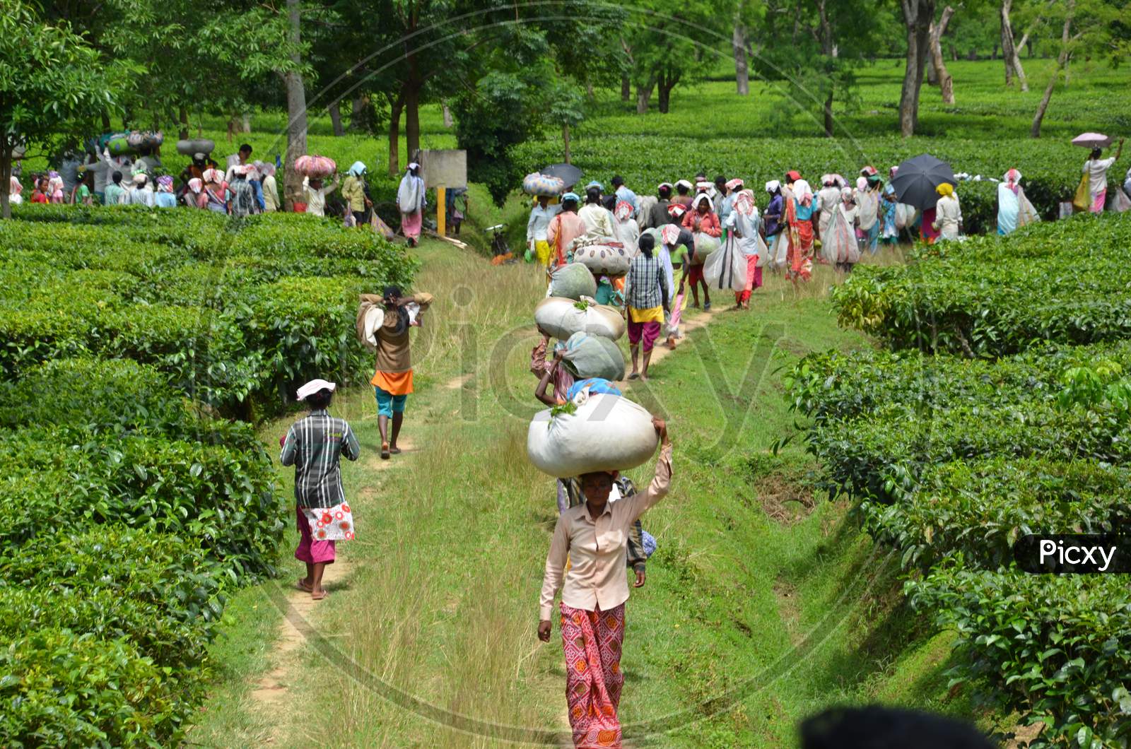 Workers Carrying Freshly Plucked Tea Leafs in an Tea Gardens in Assam