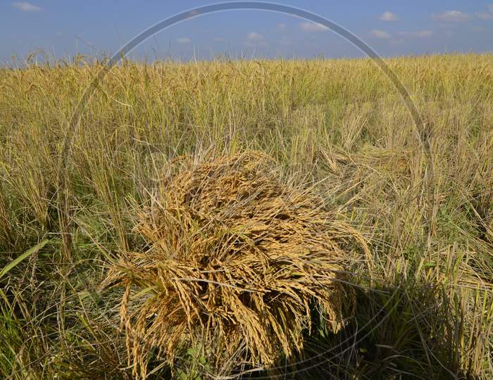 Paddy Bundles In Agricultural Farm Fields