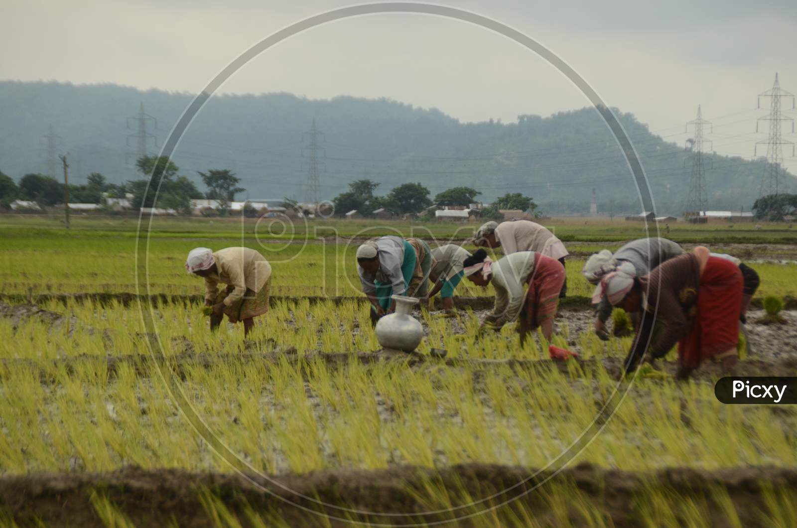 Farmers In Paddy Harvesting Fields Planting Paddy Saplings  in Nagaon, Assam