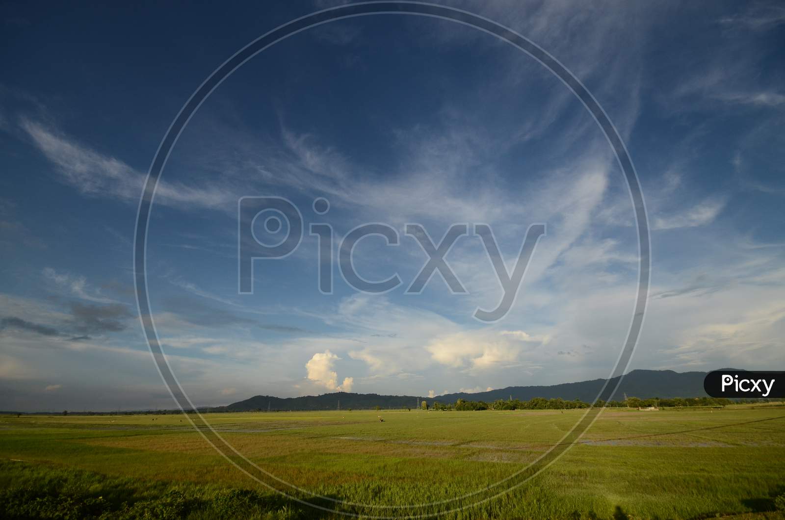 Green Paddy Fields With Blue Sky As Background