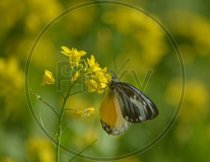 A Butterfly Sucking Nectar From an Mustard Flower