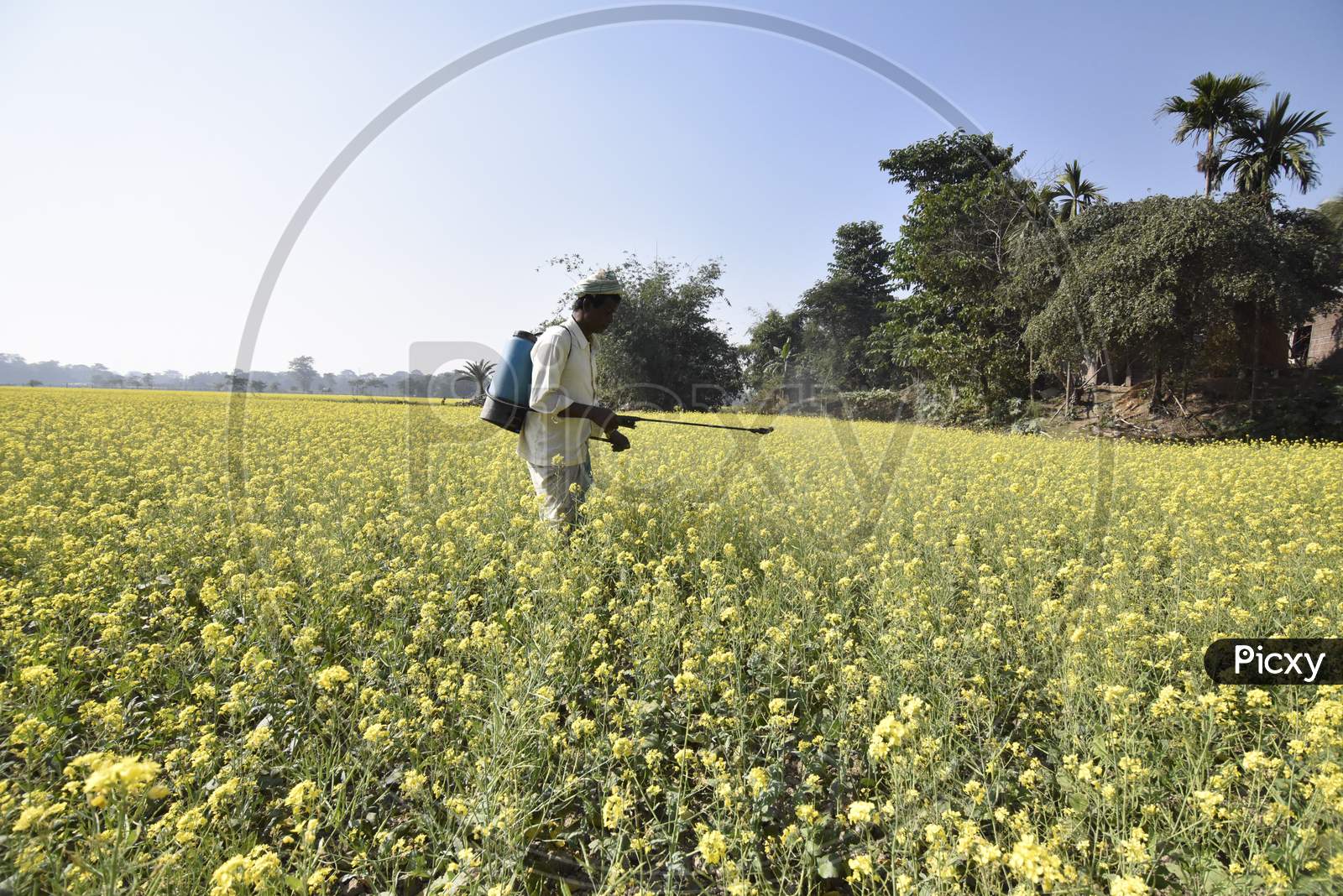 Farmer Spraying Pesticides In an Mustard Harvesting Fields in Morigaon , Assam