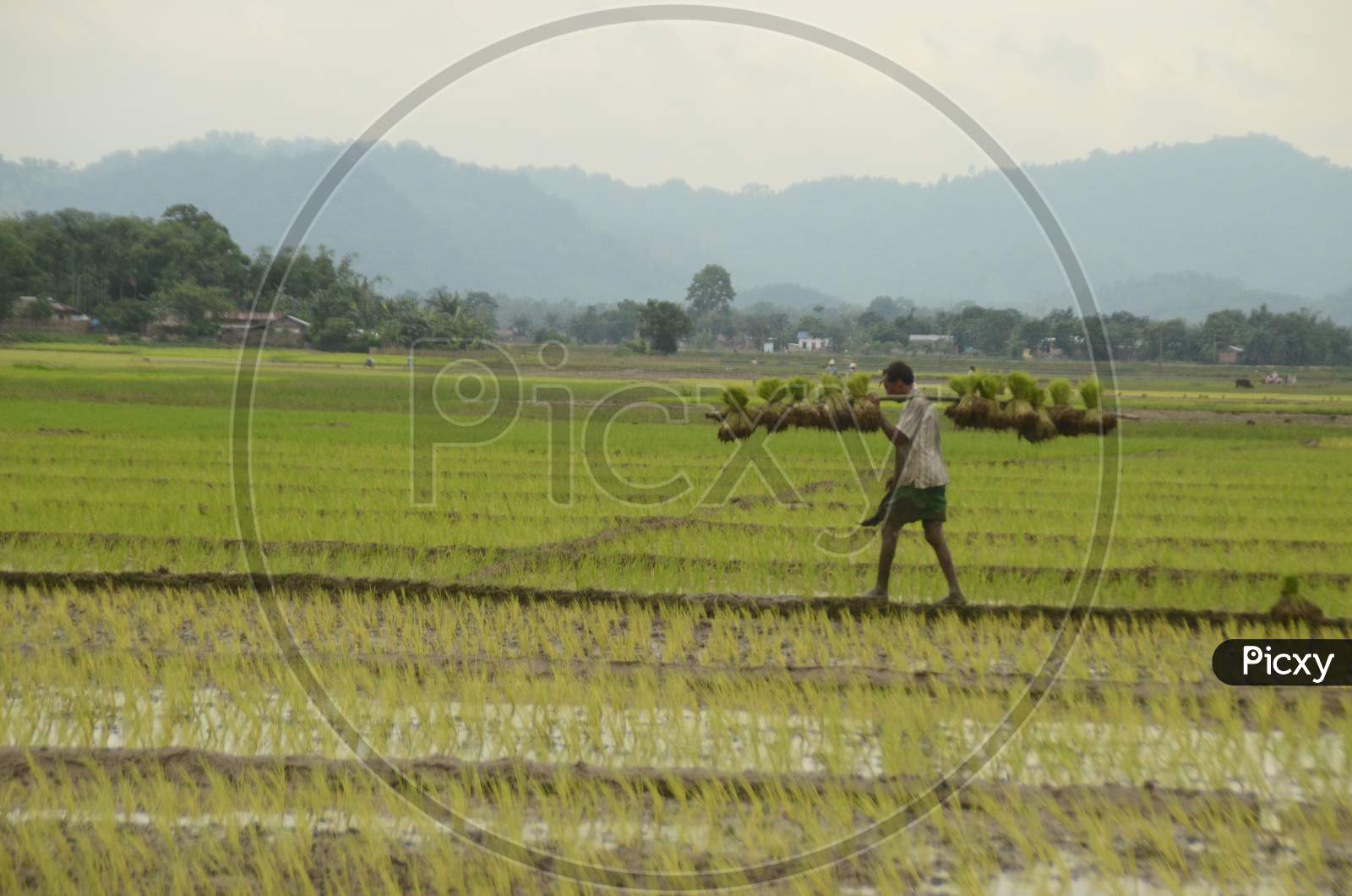A Farmer Carrying Paddy Sapling Bundles Over His Shoulder In Paddy Harvesting Fields