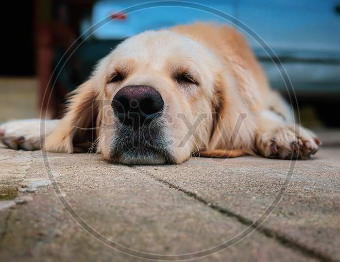 Sleeping Dog Face Closeup
