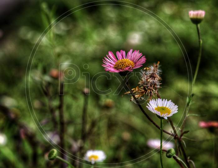 Daisy Flowers Blooming on Plant