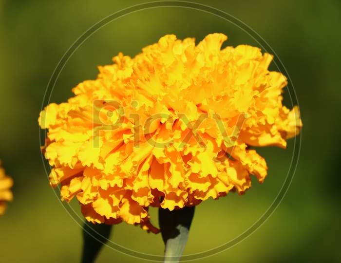 Yellow Marigold Flower Plant