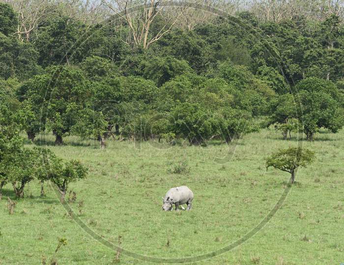 Horned Rhinoceros in Kaziranga National Park in Assam