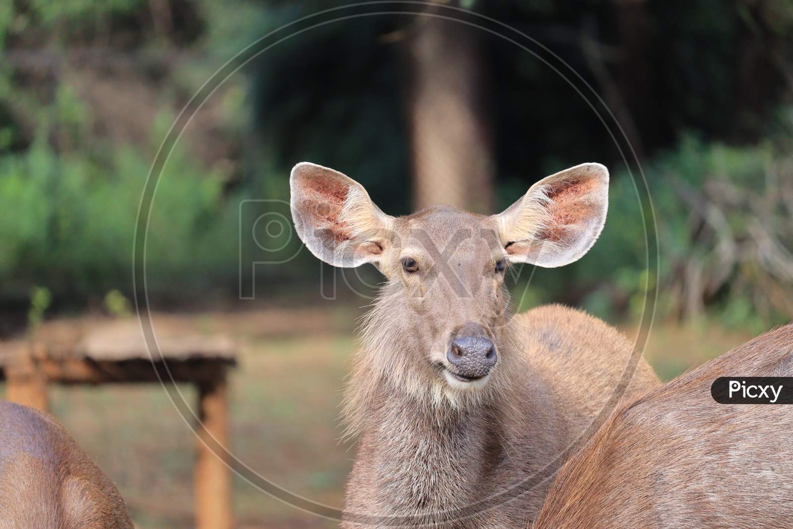 Deer Stag