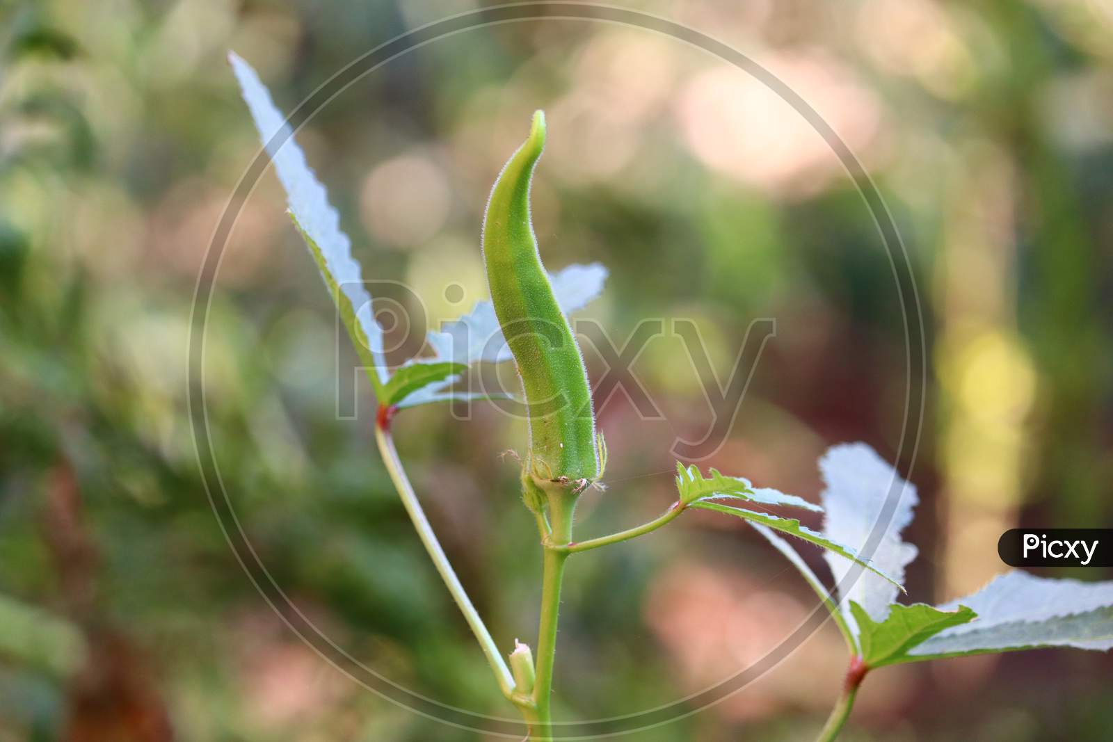 (Lady Finger)Okra Plant Growing