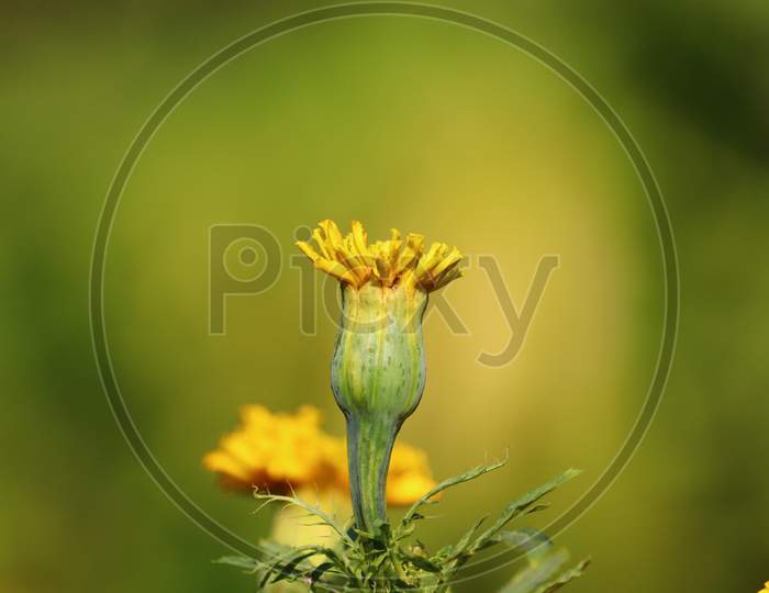 Yellow Maridold Flower