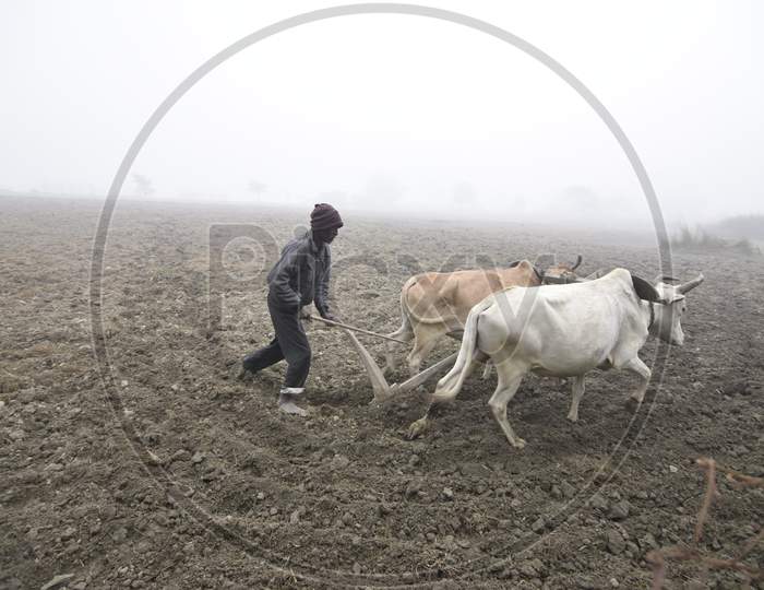 Farmer Ploughing Agricultural Field With Bullocks  on An  Foggy Morning  in Winter in Guwahati