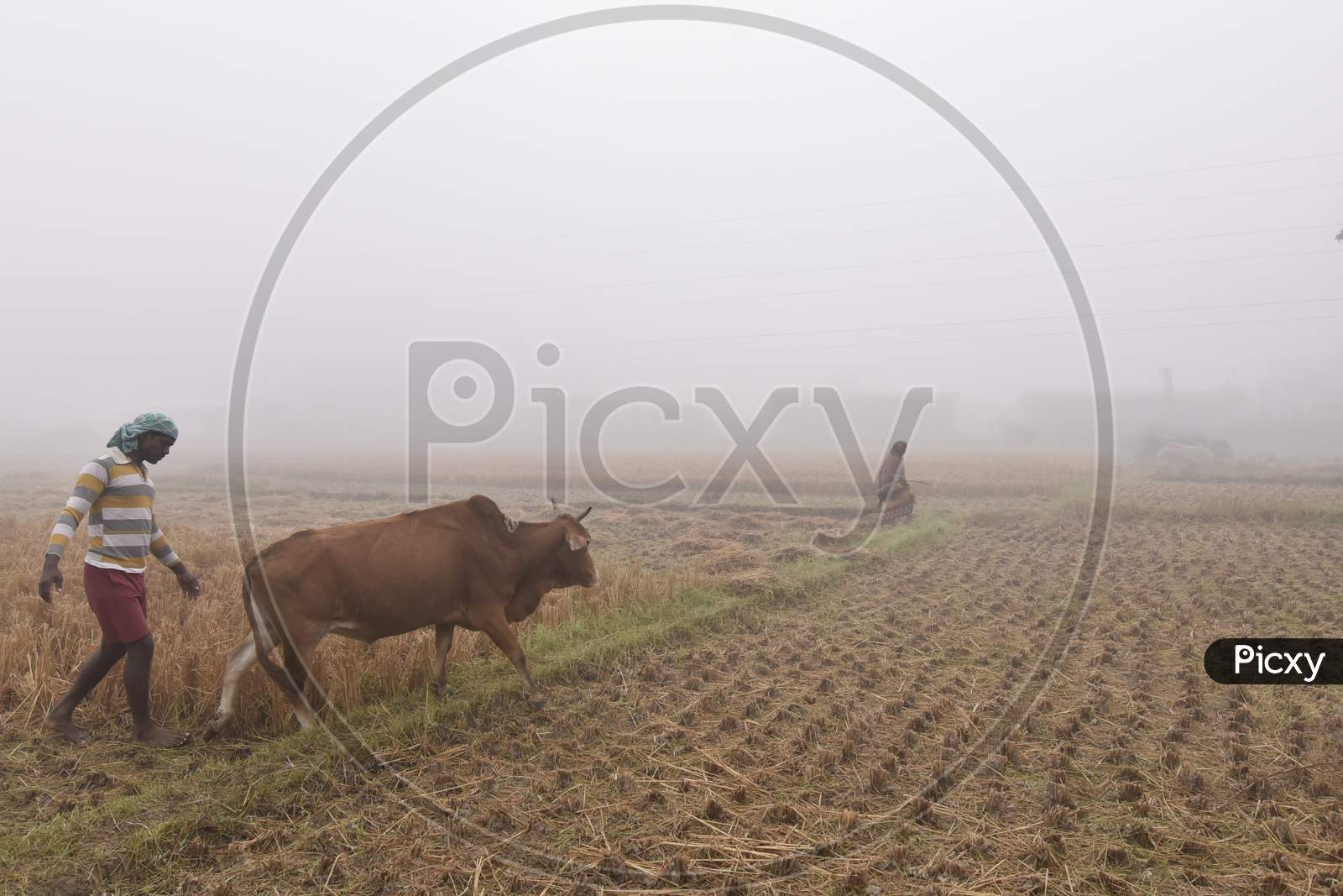 Farmer Ploughing  in an Paddy Filed With Bullocks in an Agricultural Field on an Foggy Winter Morning