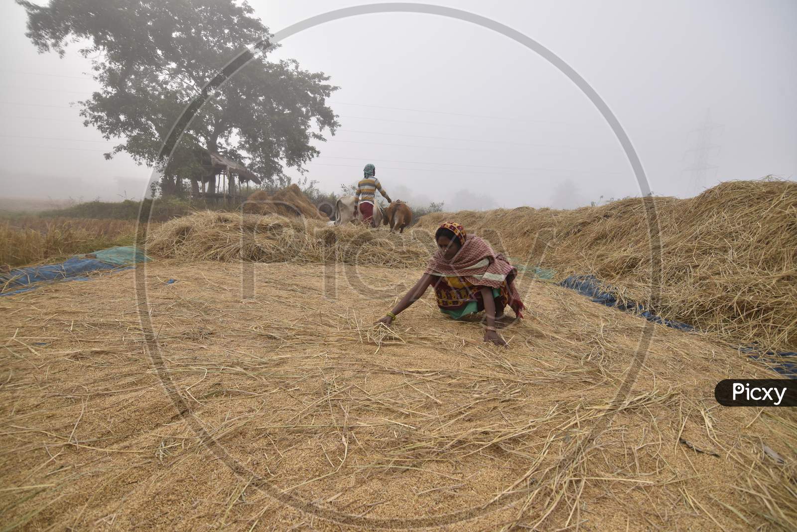 Assam Farmers Harvesting Paddy On an Foggy Winter Morning In Guwahati