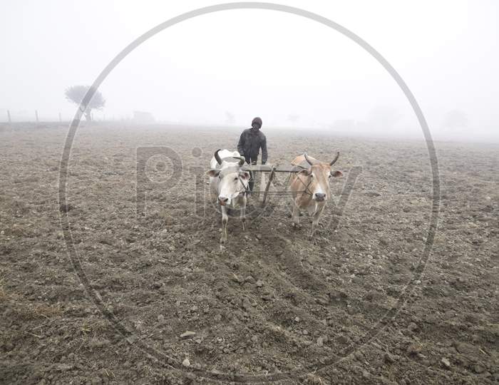 Farmer Ploughing Agricultural Field With Bullocks  on An  Foggy Morning  in Winter in Guwahati