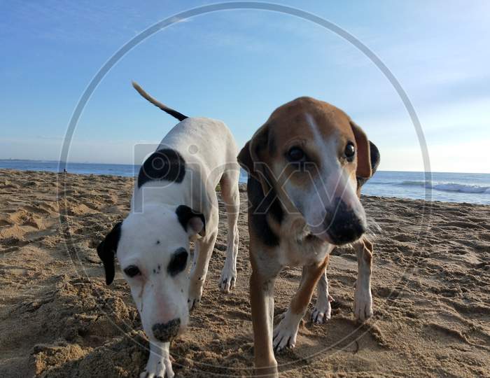 Interact. Dogs on Kovalam Beach. 