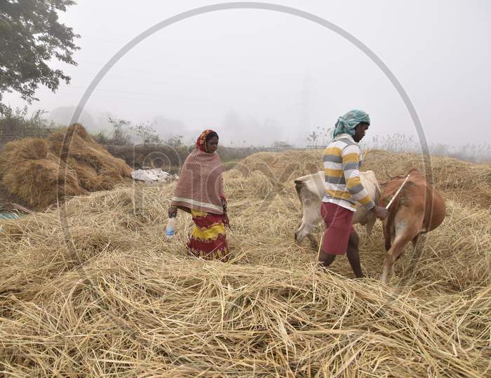 Assam Farmers Harvesting Paddy On an Foggy Winter Morning In Guwahati