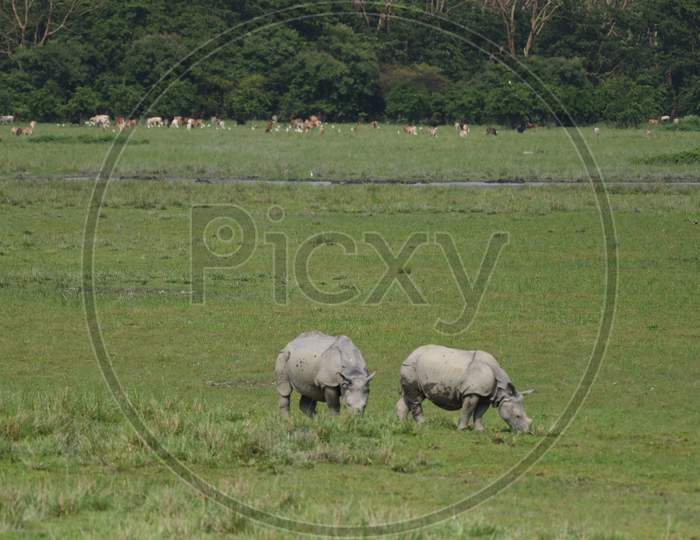 Horned Rhinoceros in Kaziranga National Park in Assam